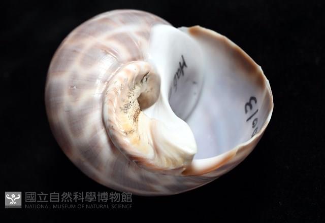 波部鳳螺藏品圖，第6張