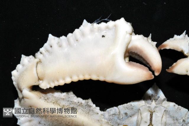 環狀(圓拱)隱足蟹藏品圖，第6張