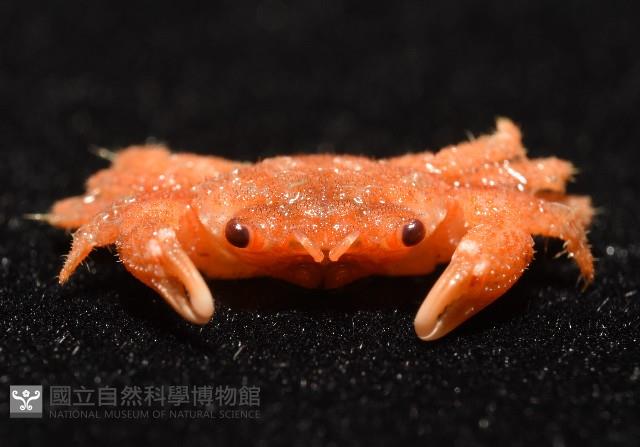 未知種毛殼蟹藏品圖，第6張