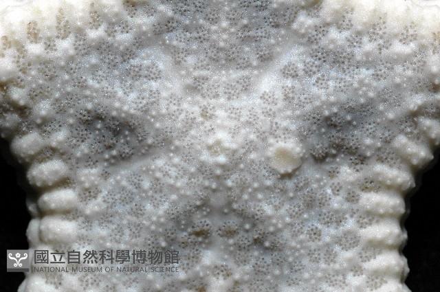 麵包海星(饅頭海星)藏品圖，第6張