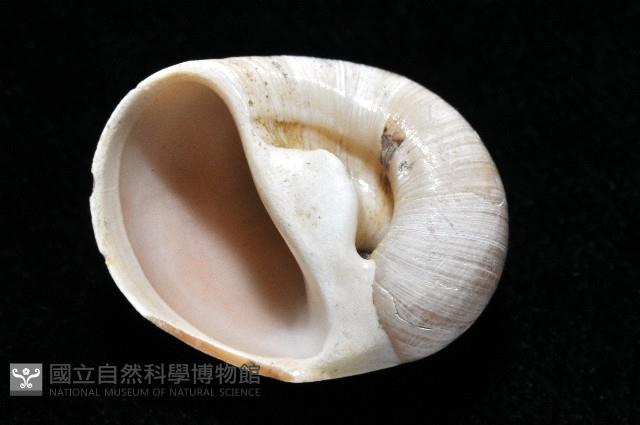 大玉螺藏品圖，第6張