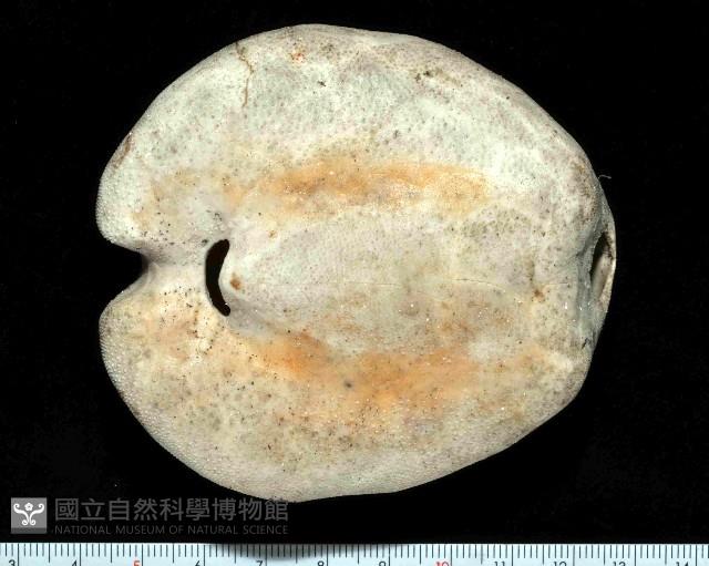 心形緣帶海膽藏品圖，第6張
