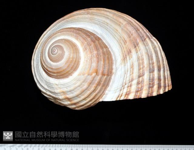 栗色鶉螺藏品圖，第7張