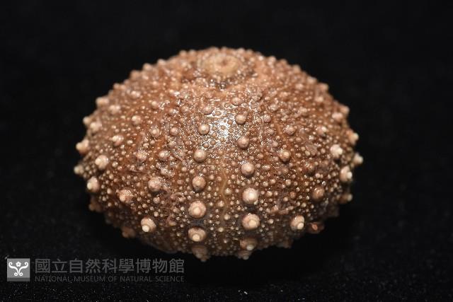 魯氏硬海膽藏品圖，第6張