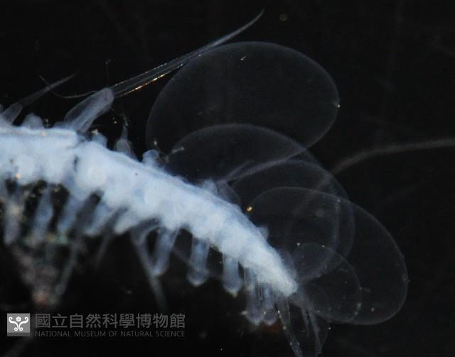 未知種多鱗蟲藏品圖，第6張