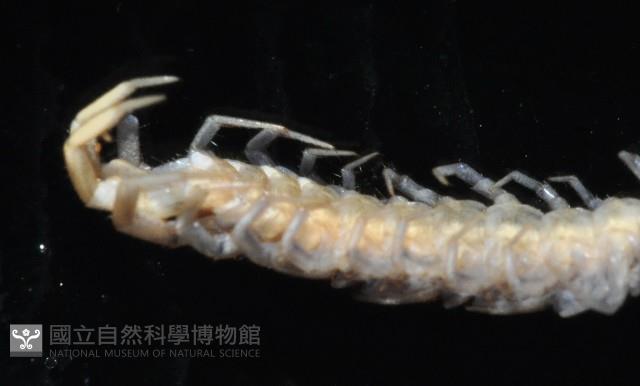 梅峰石蜈蚣藏品圖，第6張