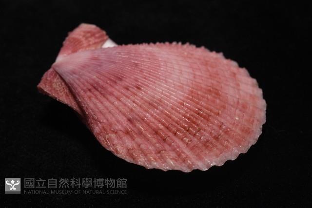 登錄號:007819-00083藏品圖，第6張