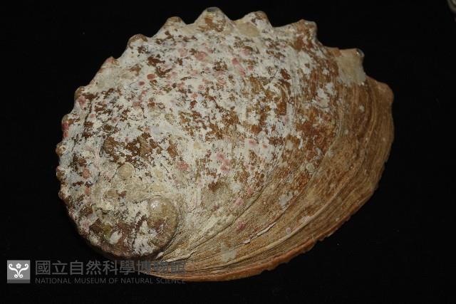 盤鮑螺藏品圖，第6張