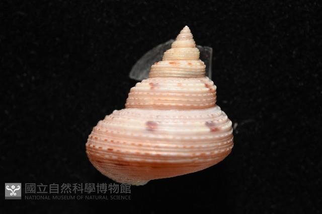 盈真鐘螺藏品圖，第6張