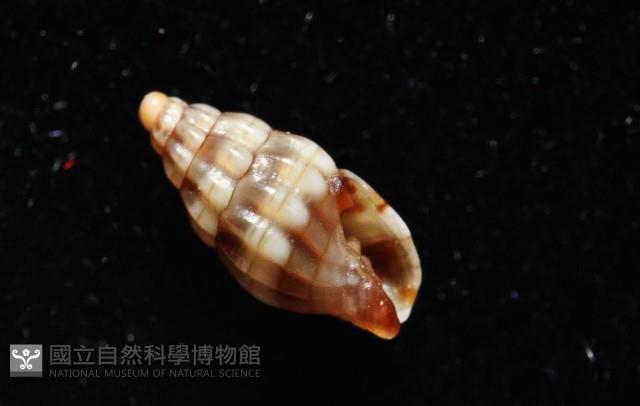 楊氏蛹筆螺藏品圖，第6張