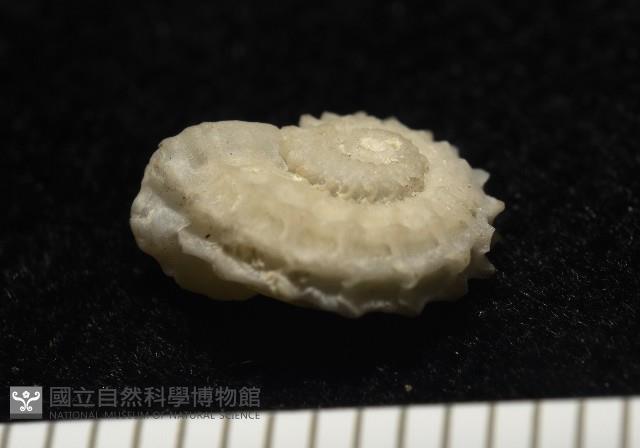 飛碟花冠螺藏品圖，第6張