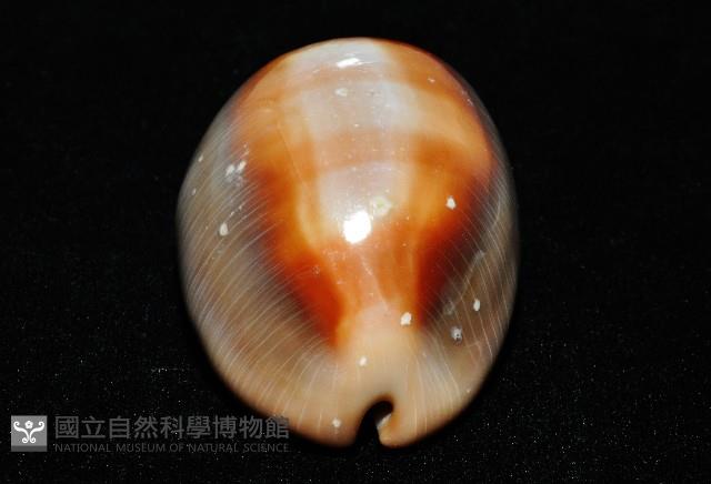 金棗寶螺藏品圖，第6張