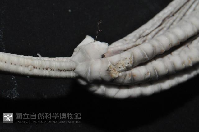 等節海百合之一種藏品圖，第6張