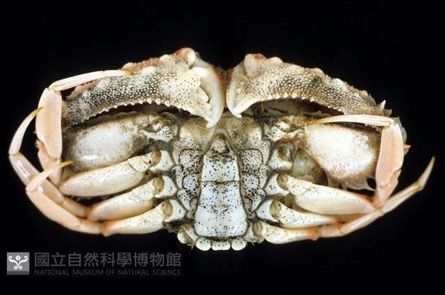 短刺筐形蟹藏品圖，第6張