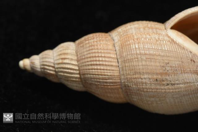 希望布紋螺藏品圖，第6張