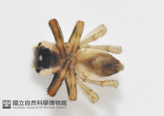 多色金毛蛛藏品圖，第6張