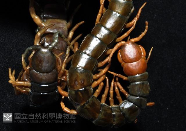 少棘蜈蚣(鳶頭蜈蚣)藏品圖，第6張
