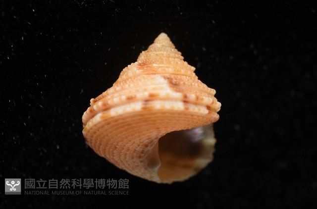 文正鐘螺(呂氏麗口螺)藏品圖，第6張
