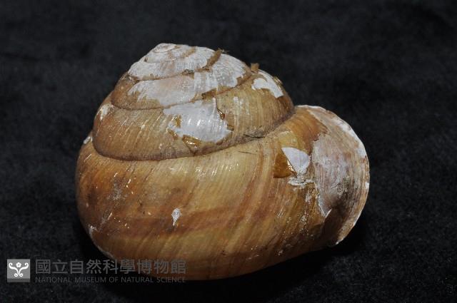 金崙栗蝸藏品圖，第6張
