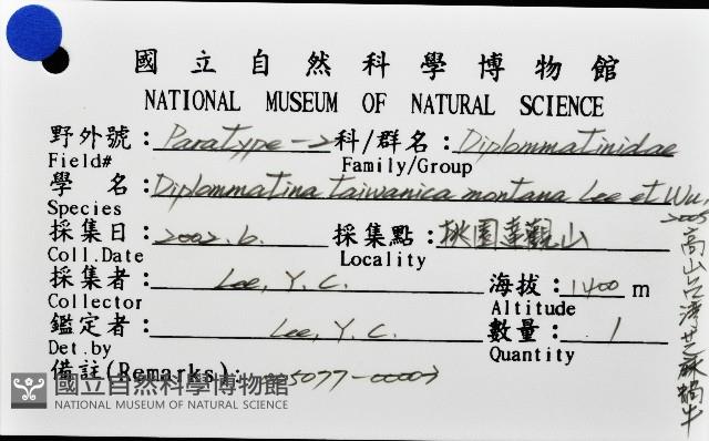 高山台灣芝麻蝸牛藏品圖，第6張