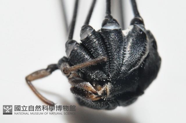 黑背偽盾刺盲蛛藏品圖，第6張