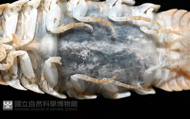 未知種紡錘水虱藏品圖，第6張