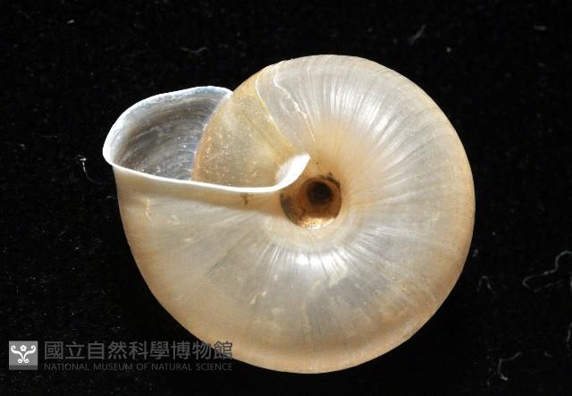 阿禮高腰蝸牛藏品圖，第6張