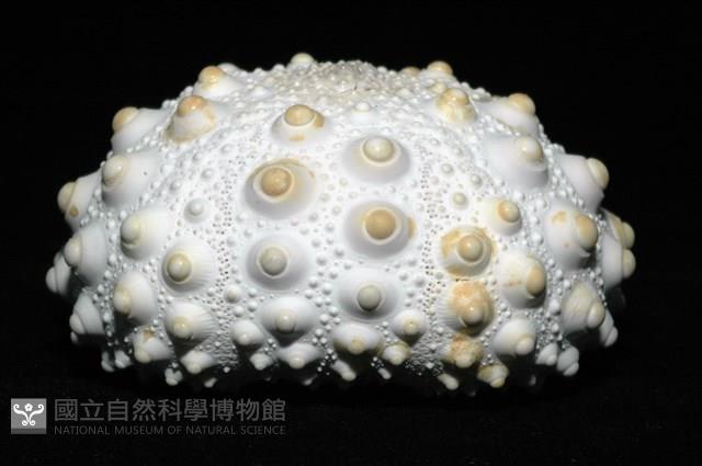石筆海膽(鉛筆海膽)藏品圖，第6張