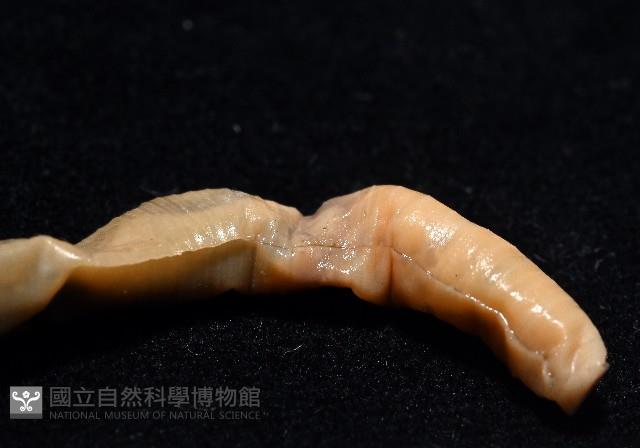 力里遠環蚓藏品圖，第6張