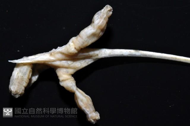 未知種鈍矢海鰓藏品圖，第6張