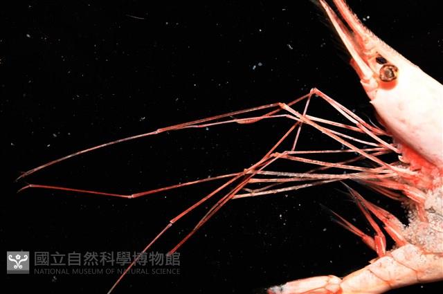 雄偉紅蝦藏品圖，第6張