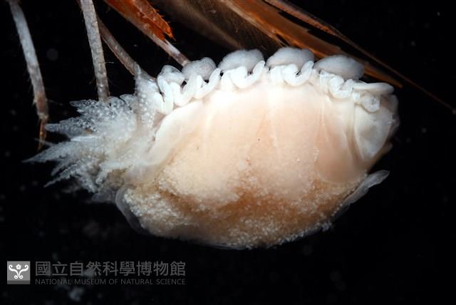 未知種擬對蝦蝦虱藏品圖，第6張