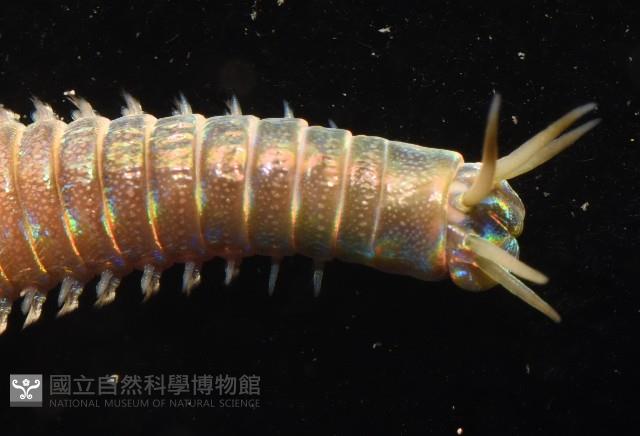 未知種岩蟲藏品圖，第6張