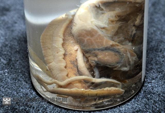 鱗高腰蝸牛(鱗菱蝸牛)藏品圖，第6張