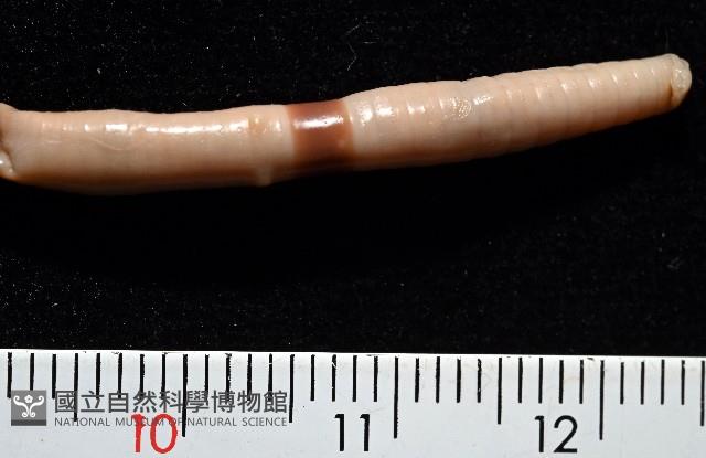 重期遠環蚓藏品圖，第6張