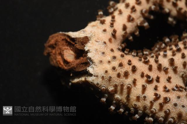 未知種真網柳珊瑚藏品圖，第6張