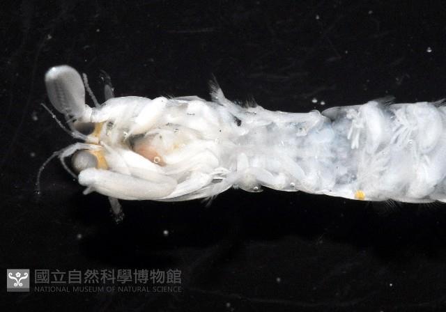濱海幼嫩蝦蛄藏品圖，第6張