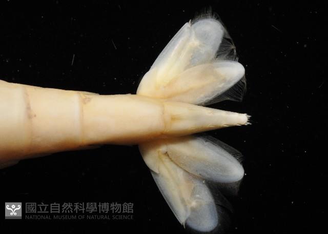 陳氏長額蝦(新種)藏品圖，第6張