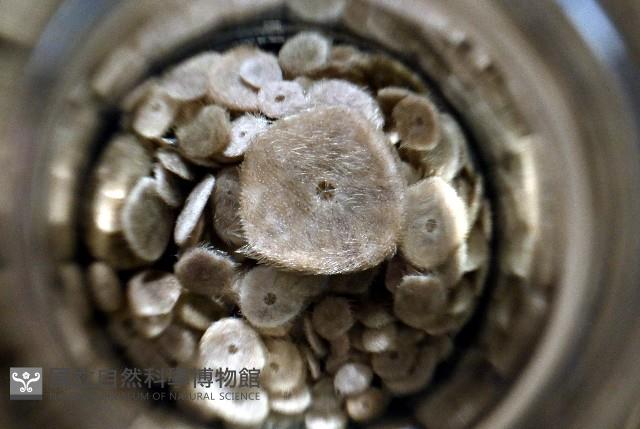 馬氏海錢(馬氏扣海膽)藏品圖，第6張