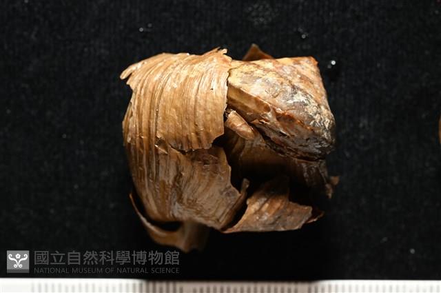 造殼海葵之一種藏品圖，第6張