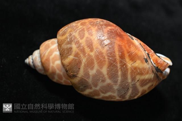 窄縫鳳螺藏品圖，第6張