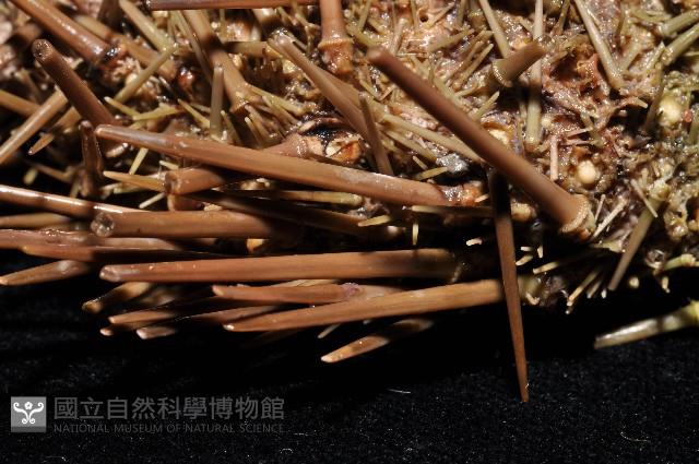 海刺蝟藏品圖，第6張