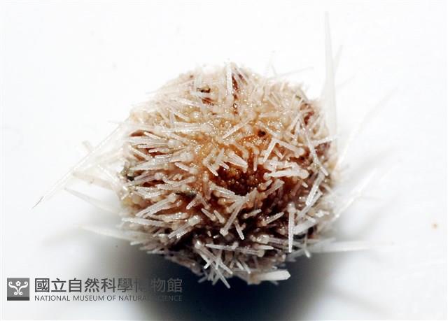 福氏鋸海膽藏品圖，第6張