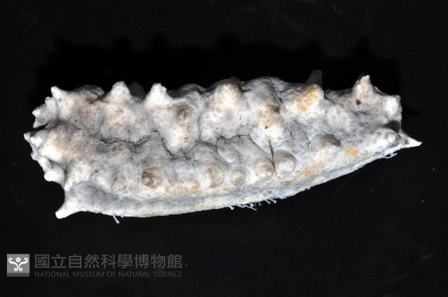 方柱翼手參藏品圖，第6張