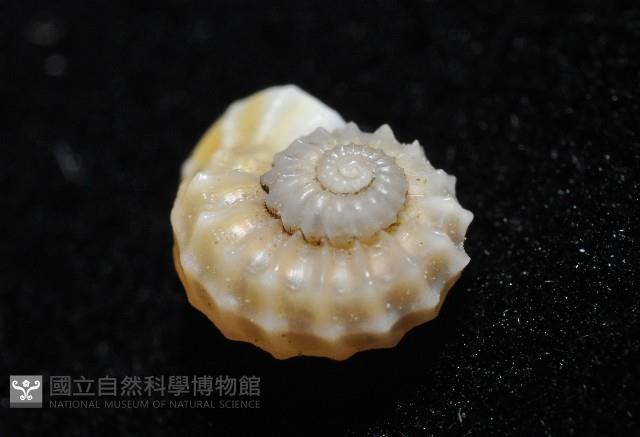 鋼石花冠螺藏品圖，第6張