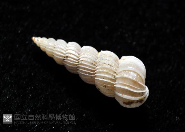 精靈海螄螺藏品圖，第6張