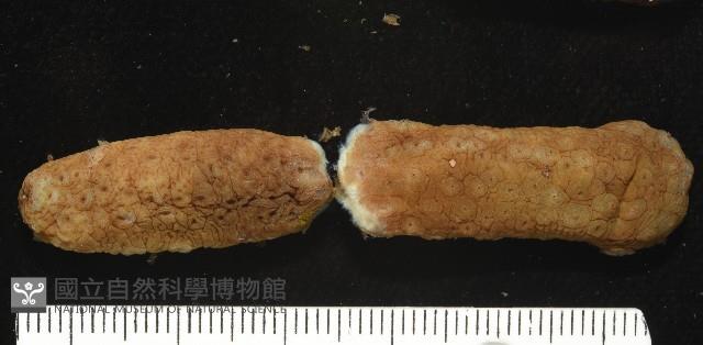 棘手乳參藏品圖，第6張
