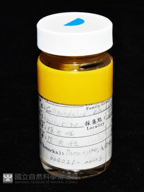 纖小麗額蝦藏品圖，第6張