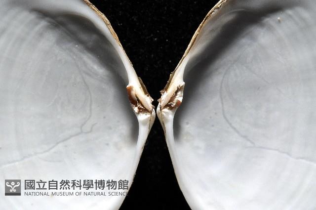 淺溝蛤藏品圖，第6張