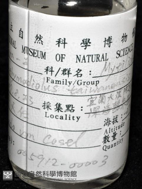 臺灣深海殼菜蛤藏品圖，第6張